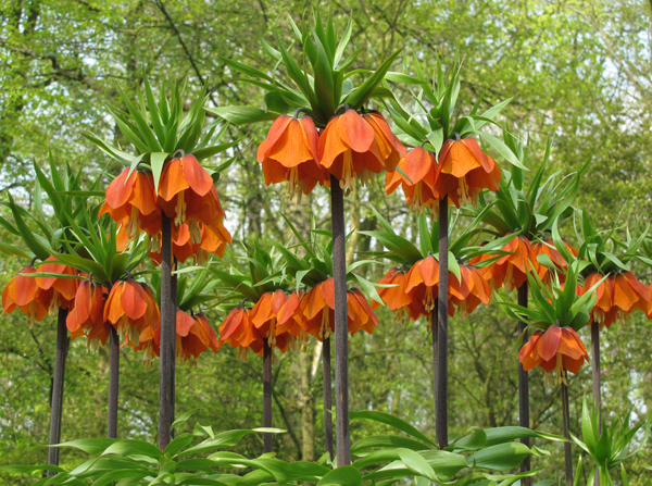 Fritillaria imperialis´ Rubra´