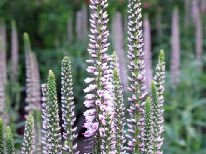 Veronica longifolia ´Pink Eveline´