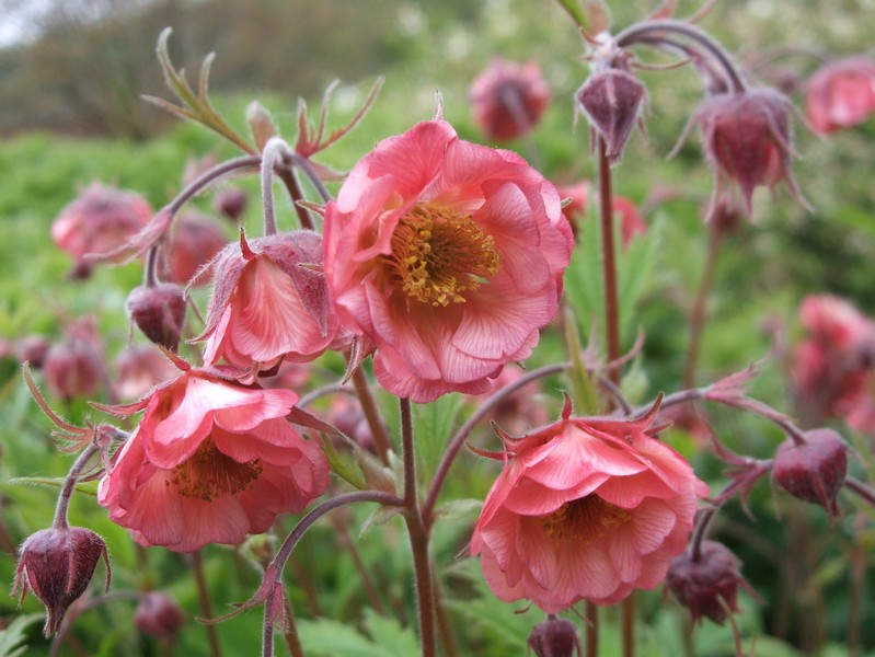 Geum ´Flames of Passion´
