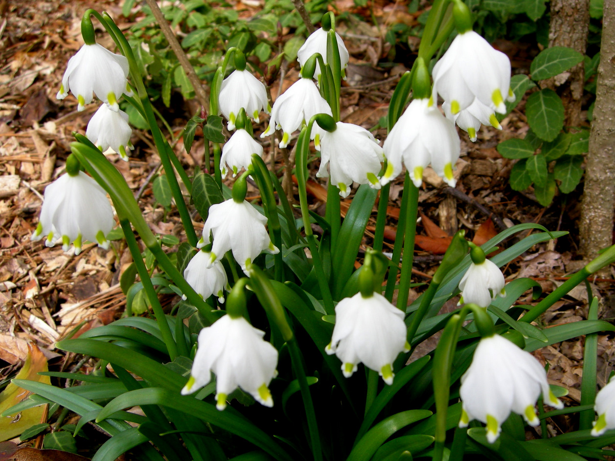 Leucojum vernum