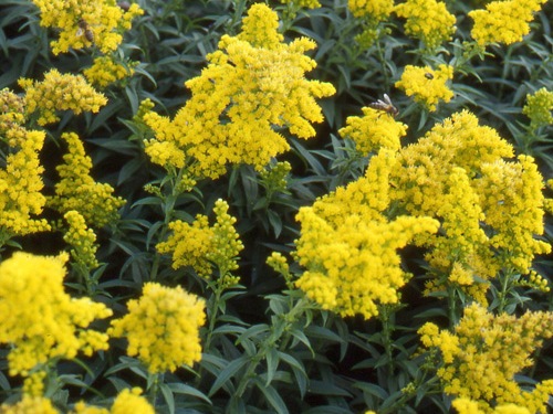 Solidago hybrida ´Golden Dwarf´