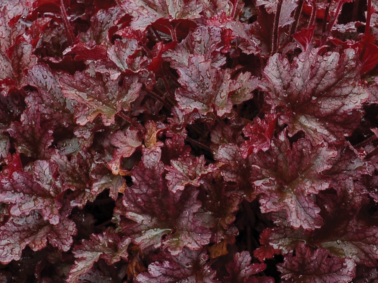 Heuchera ´Berry Marmelade´