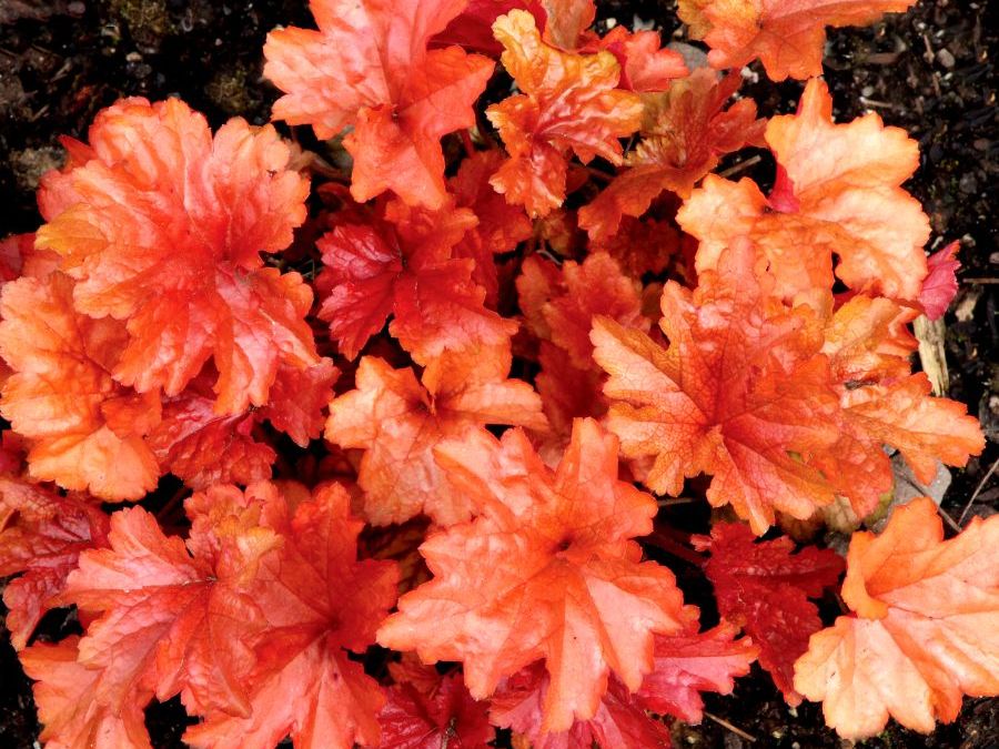 Heuchera ´Paprika´