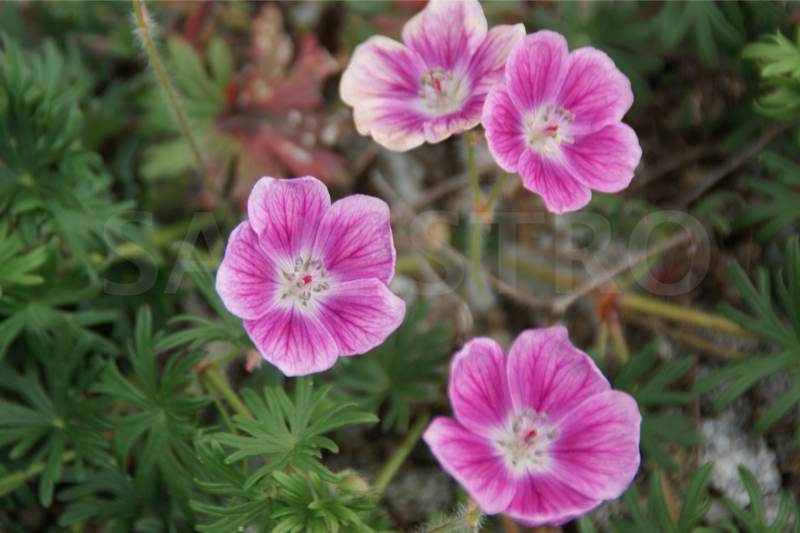 Geranium sanguineum ´Elke´