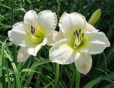 Hemerocallis ´Artic Snow´