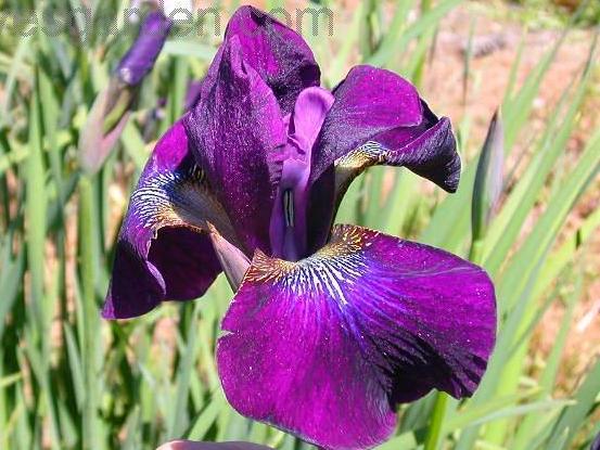 Iris sibirica ´Hubbard´