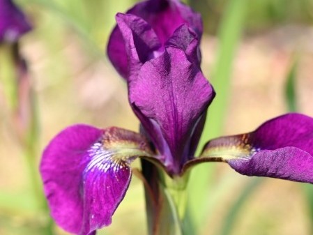 Iris sibirica ´Clared Cup´
