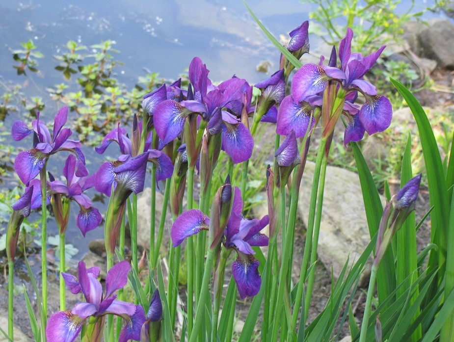 Iris sibirica ´Chilled Wine´
