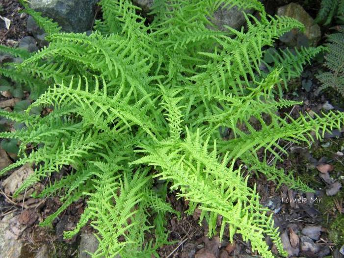 Athyrium filix-femina ´Victoriae´