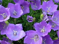 Campanula carpatica ´Pearl Blue´