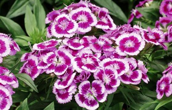 Dianthus barbatus ´BARBARINI Purple Picote´