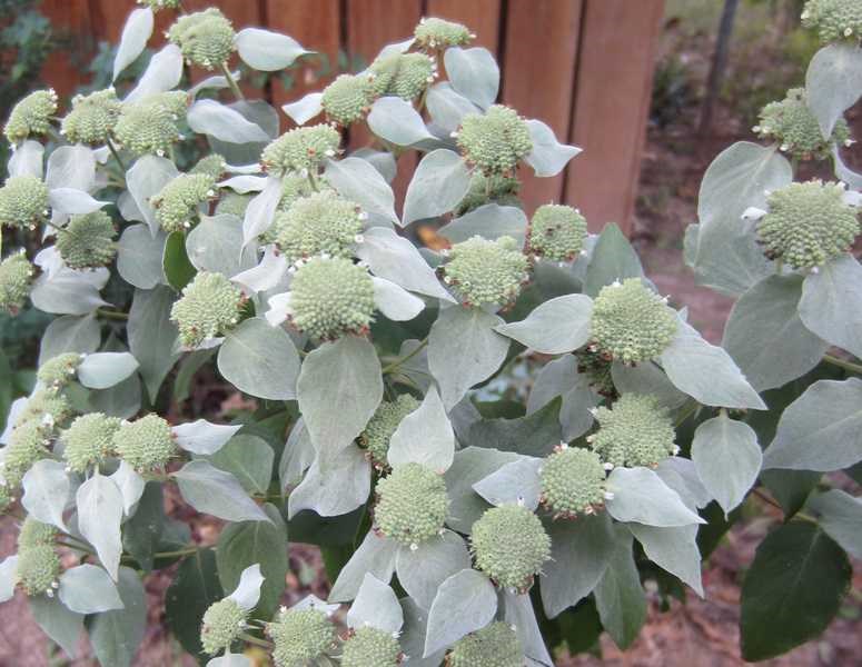 Pycnanthemum muticum