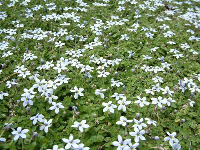 Isotoma fluviatilis