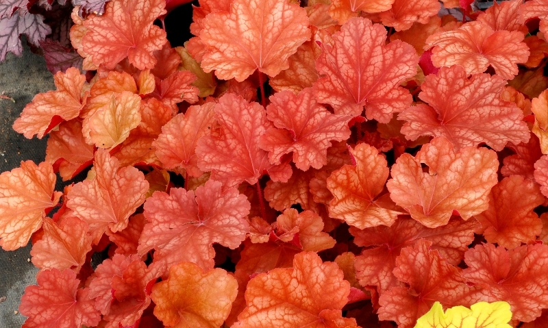 Heuchera ´Rio´