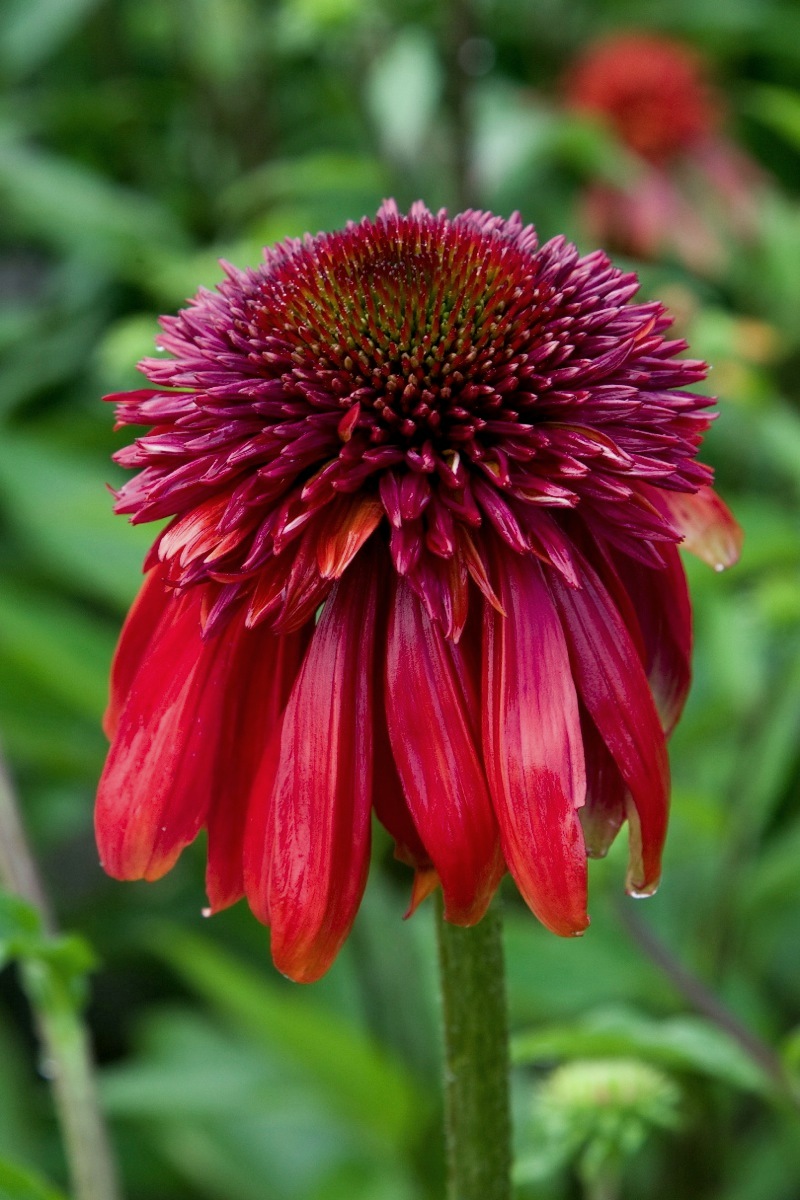 Echinacea ´Meteor Red´