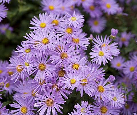 Aster amellus ´Silbersee´
