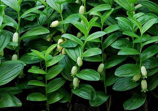 Polygonatum humile