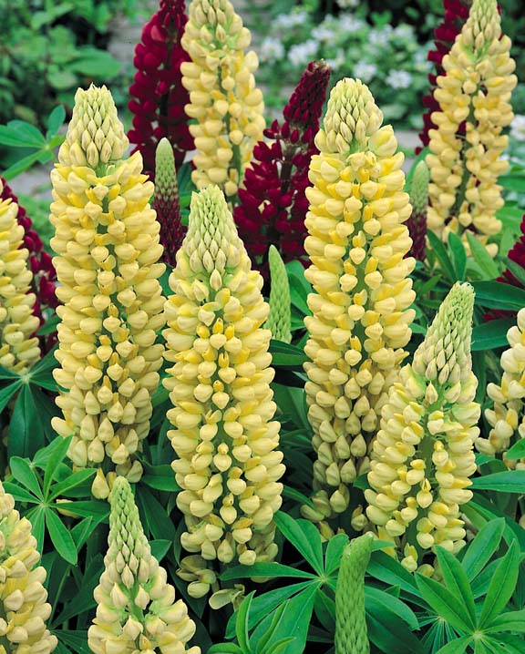 Lupinus x Russel hybrids ´The Chandelier´