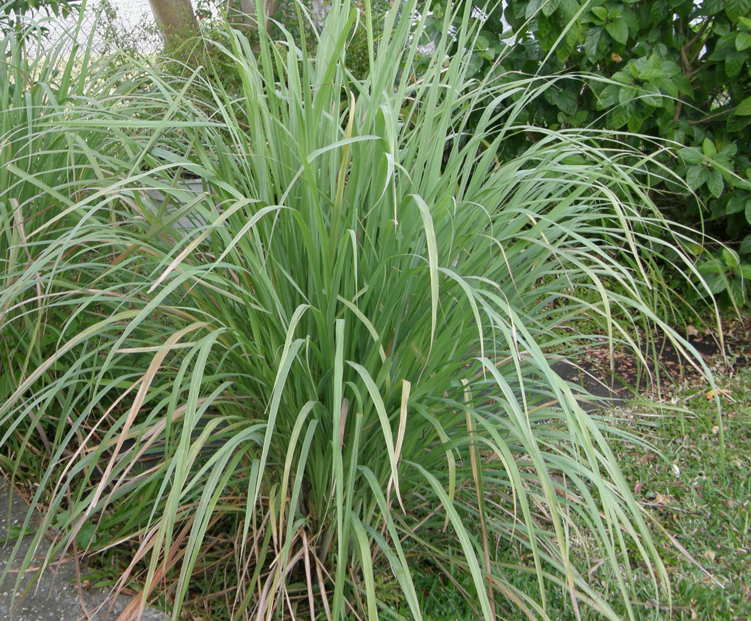 Cymbopogon citratus