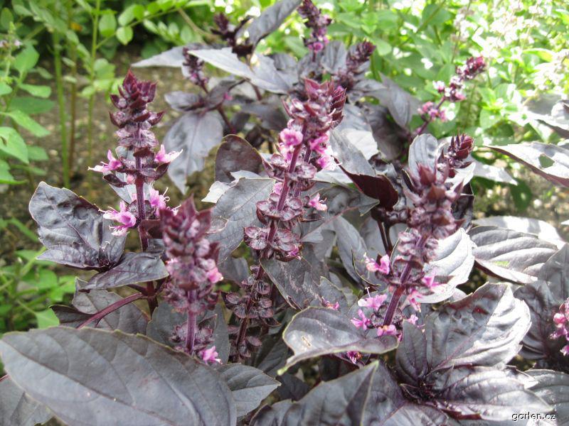 Ocimum basilicum ´Purple Opaal´