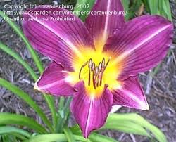 Hemerocallis ´Tanzanite´