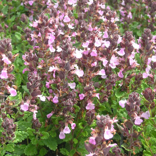 Teucrium chamaedrys ´Nanum´