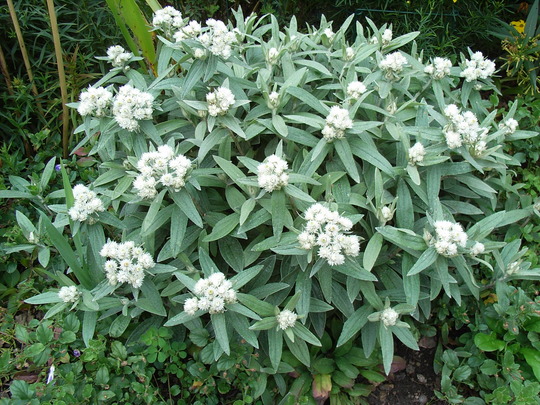 Anaphalis triplinervis ´Sommerschnee´