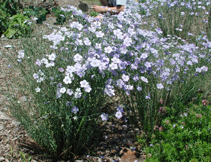 Linum perenne ´Blue Sapphire´