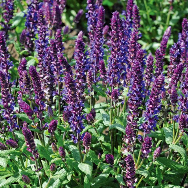 Salvia superba ´New Dimension Blue´