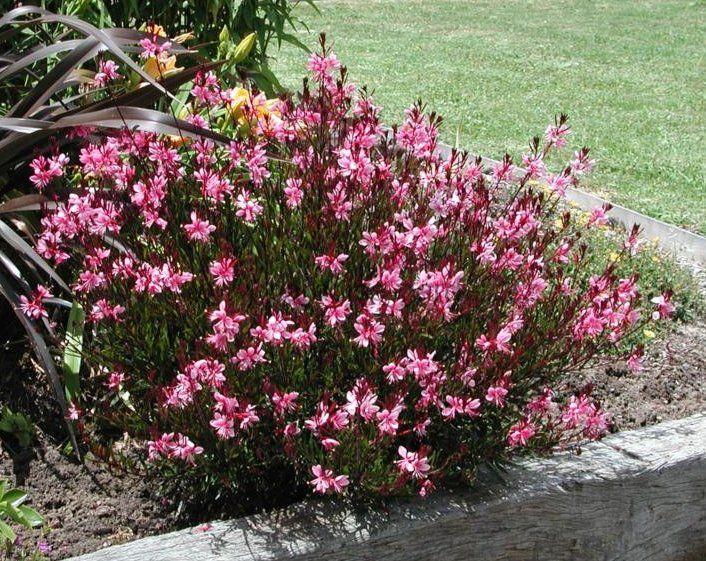 Gaura lindheimeri ´Butterfly Rose´