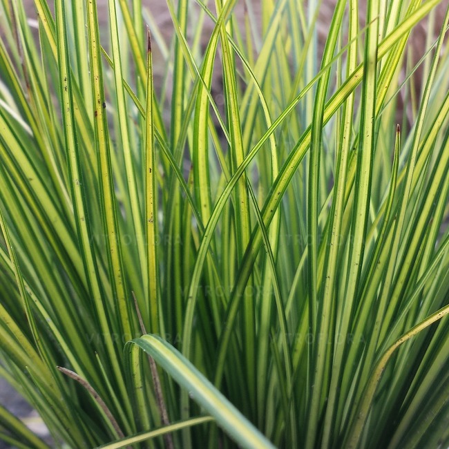 Carex brunnea ´Lady Sunshine´