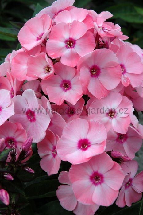 Phlox paniculata ´Sweet Summer Compact Rose´