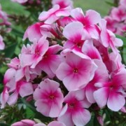 Phlox paniculata ´Sweet Summer Compact Pink Eye´