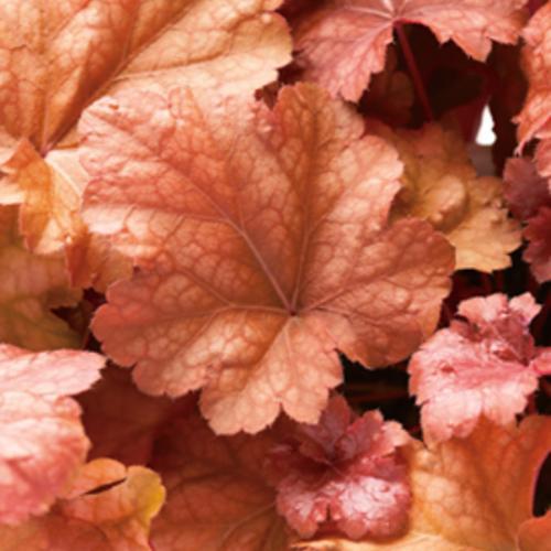 Heuchera ´Peach Melba´