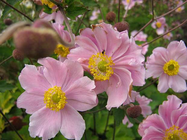 Anemone tomentosa ´Septemberglanz´