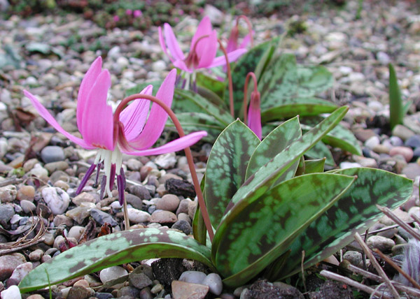 Erythronium dens-canis