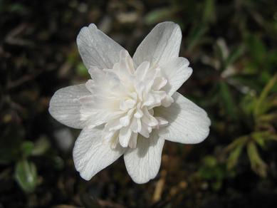 Anemone nemorosa ´Alba Plena´