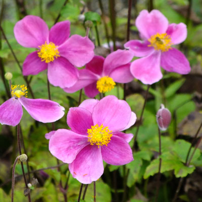 Anemone hupehensis ´Bowles Pink´