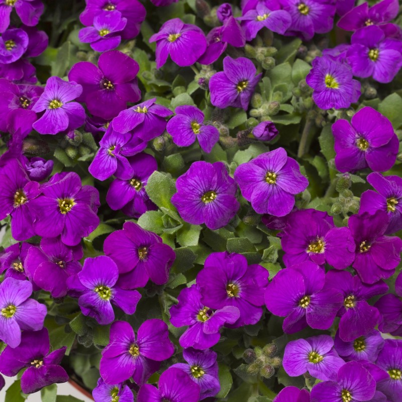 Aubrieta hybrida ´Audry Purple ´