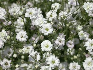 Gypsophila paniculata ´Schneeflocke´