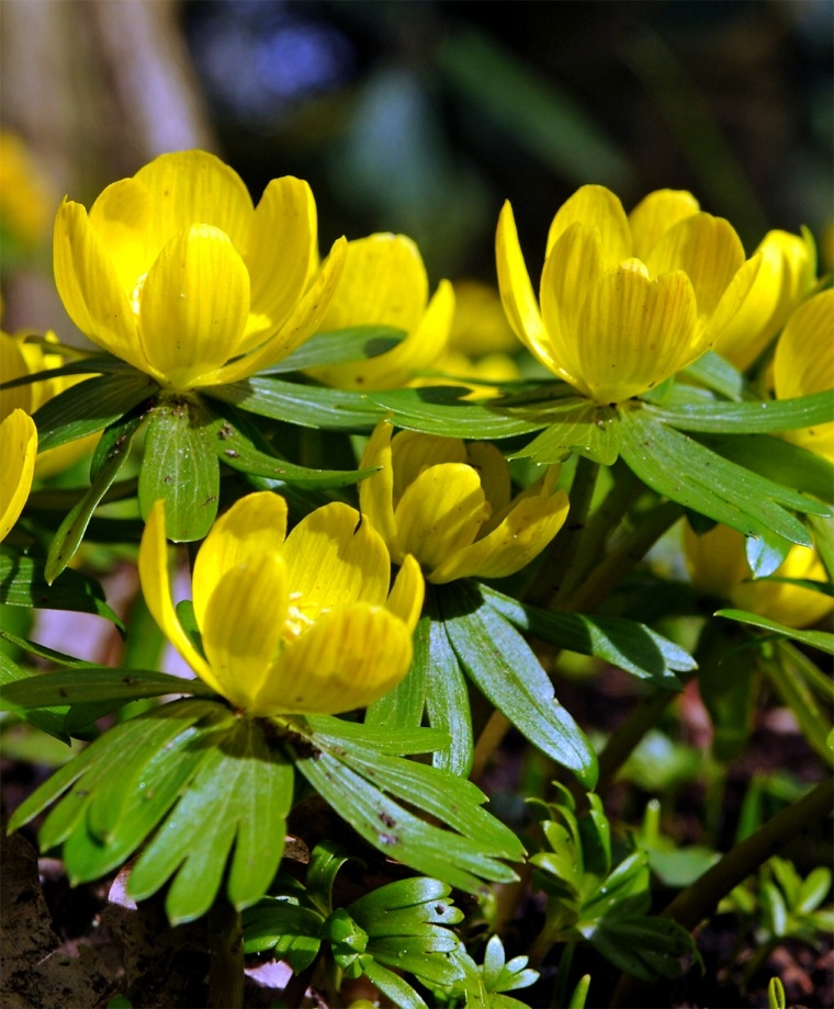 Eranthis hyemalis