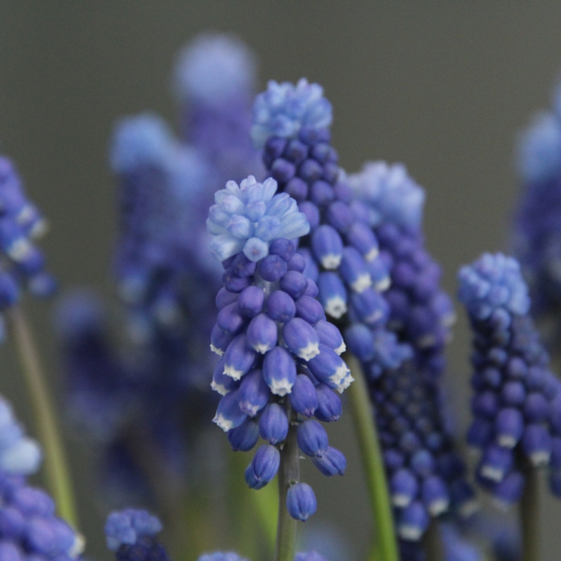 Muscari botryoides ´Superstar´