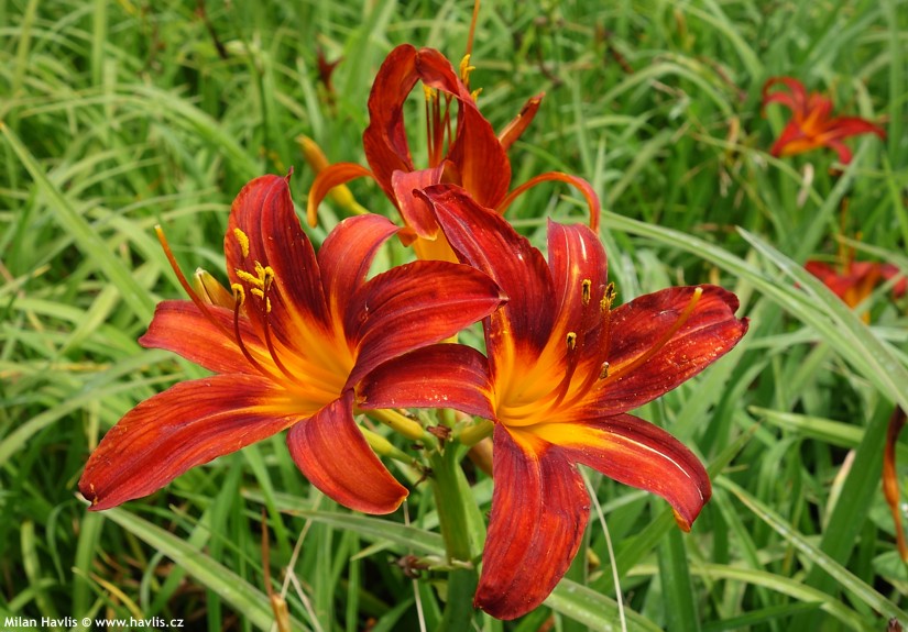Hemerocallis hybrida ´Sammy Russell´