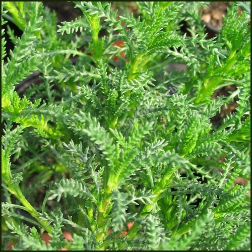 Santolina viridis ´Oliver´
