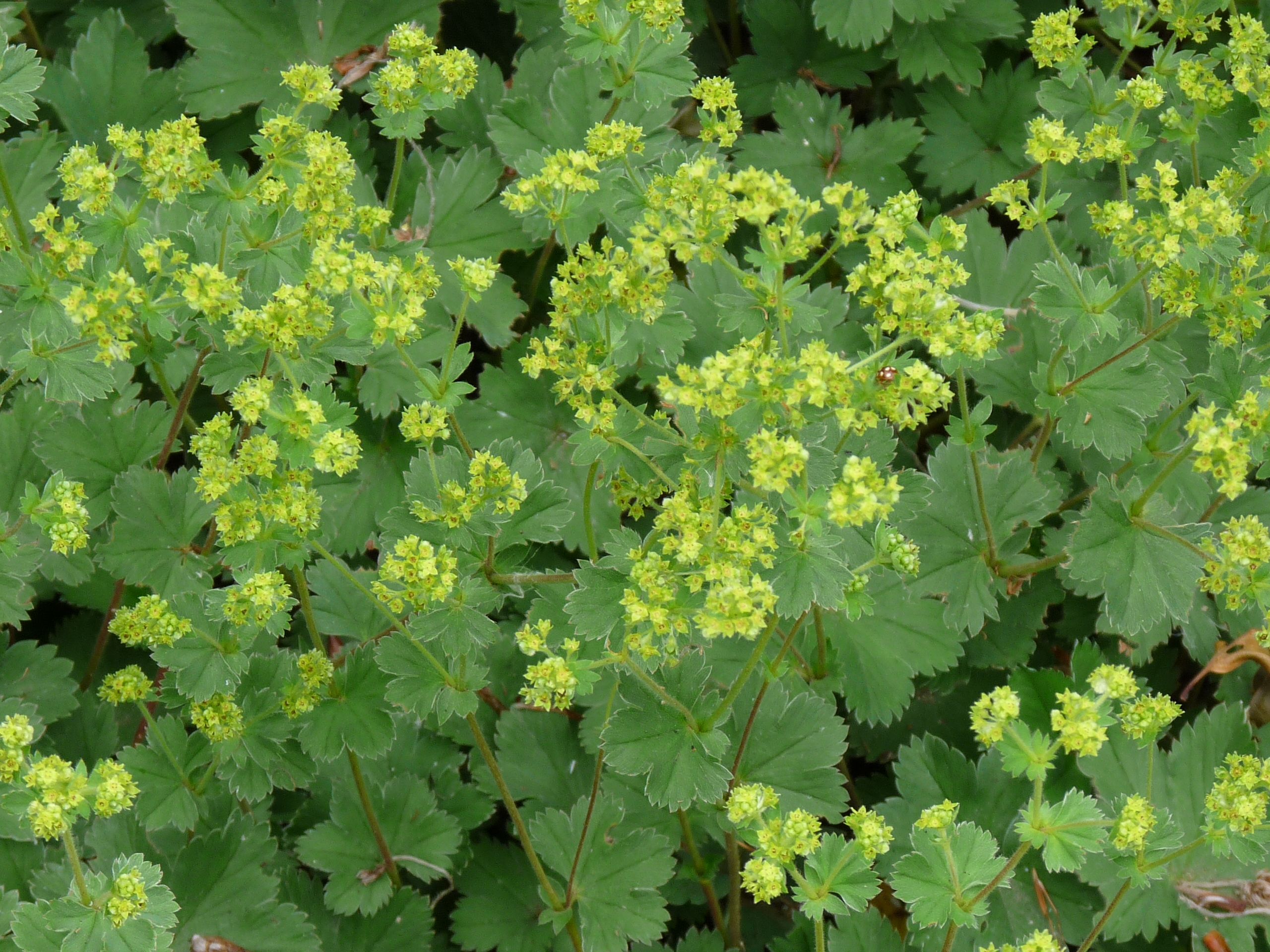Alchemilla erythropoda ´Alma´