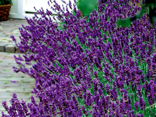 Lavandula angustifolia ´Hidcote Compact´