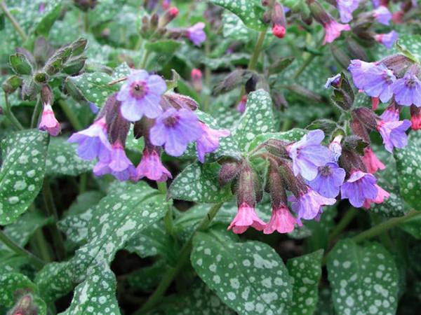 Pulmonaria officinalis ´ Mrs Moon´