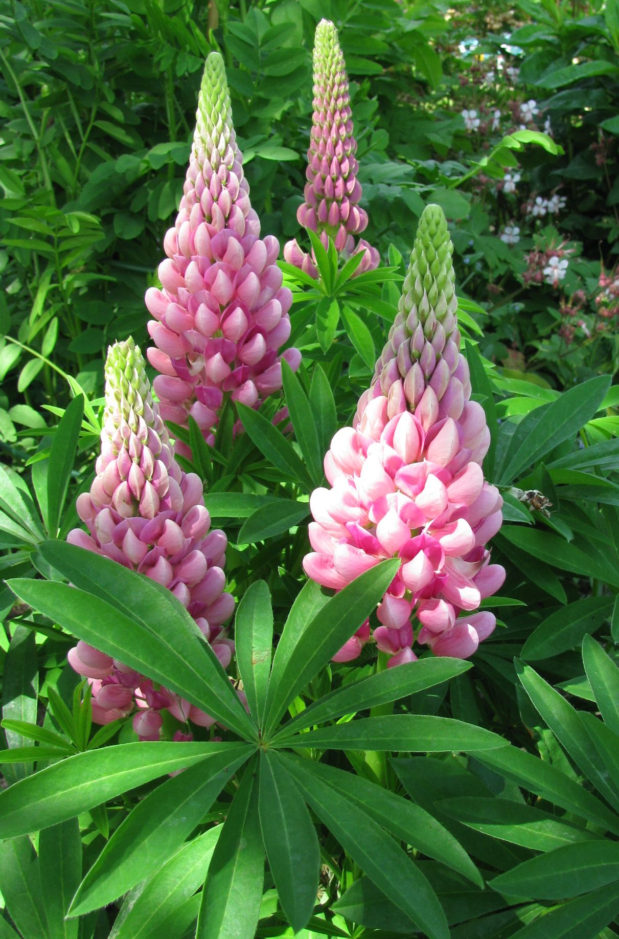 Lupinus polyphyllus ´Gallery Pink´