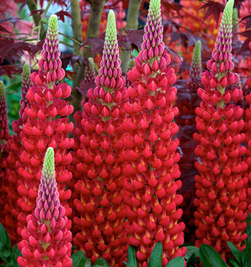 Lupinus ´Beefeater´
