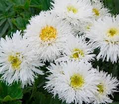 Leucanthemum × superbum ´Crazy Daisy´